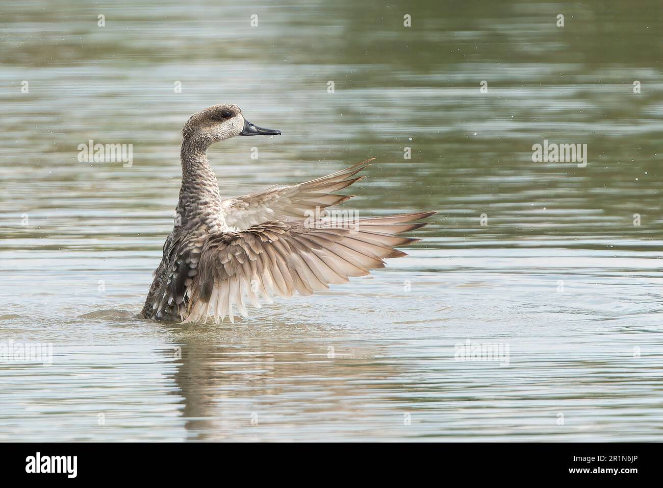 Marmorente oder Marmorblaugrün, Marmaronetta angustirostris, Single adult bading in Süßwasserpool, Albufera Reserve, Mallorca, Spanien, 14. Mai 2023 Stockfoto