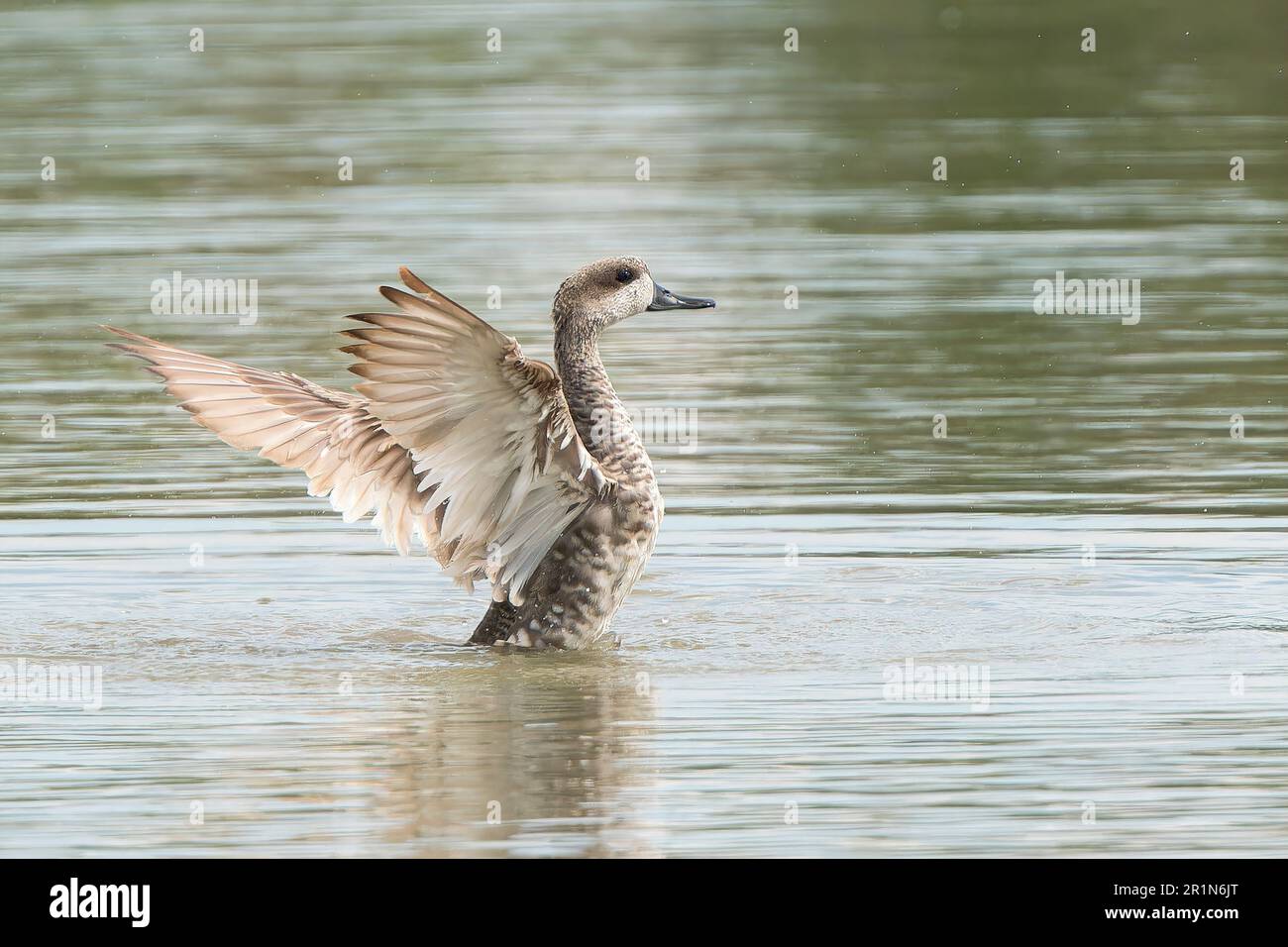 Marmorente oder Marmorblaugrün, Marmaronetta angustirostris, Single adult bading in Süßwasserpool, Albufera Reserve, Mallorca, Spanien, 14. Mai 2023 Stockfoto