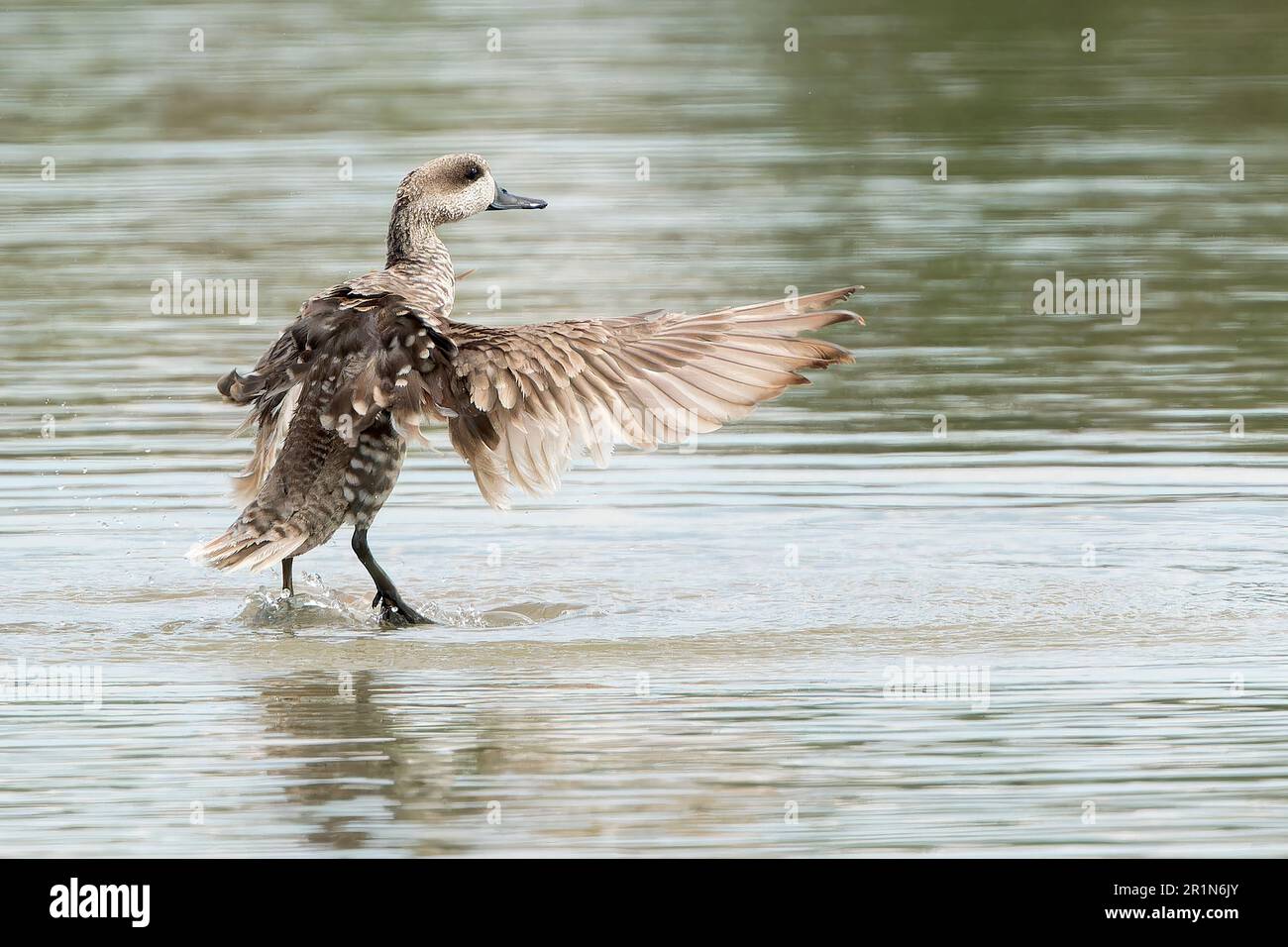 Marmorente oder Marmorblaugrün, Marmaronetta angustirostris, Single adult bading in Süßwasserpool, Albufera Reserve, Mallorca, Spanien, 14. Mai 2023 Stockfoto