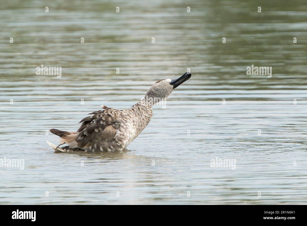Marmorente oder Marmorblaugrün, Marmaronetta angustirostris, Single adult bading in Süßwasserpool, Albufera Reserve, Mallorca, Spanien, 14. Mai 2023 Stockfoto