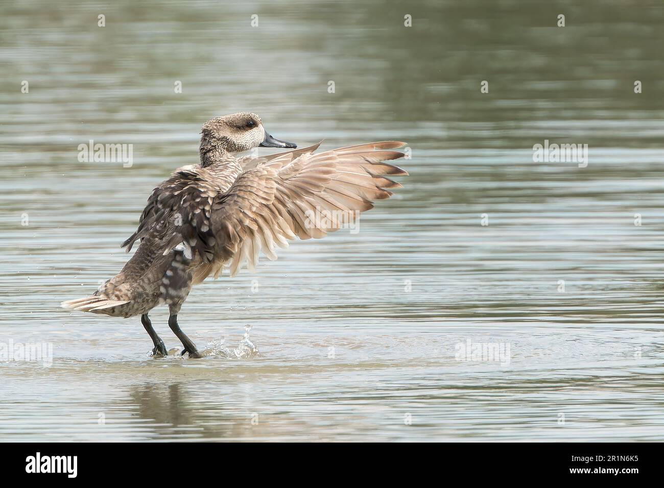 Marmorente oder Marmorblaugrün, Marmaronetta angustirostris, Single adult bading in Süßwasserpool, Albufera Reserve, Mallorca, Spanien, 14. Mai 2023 Stockfoto