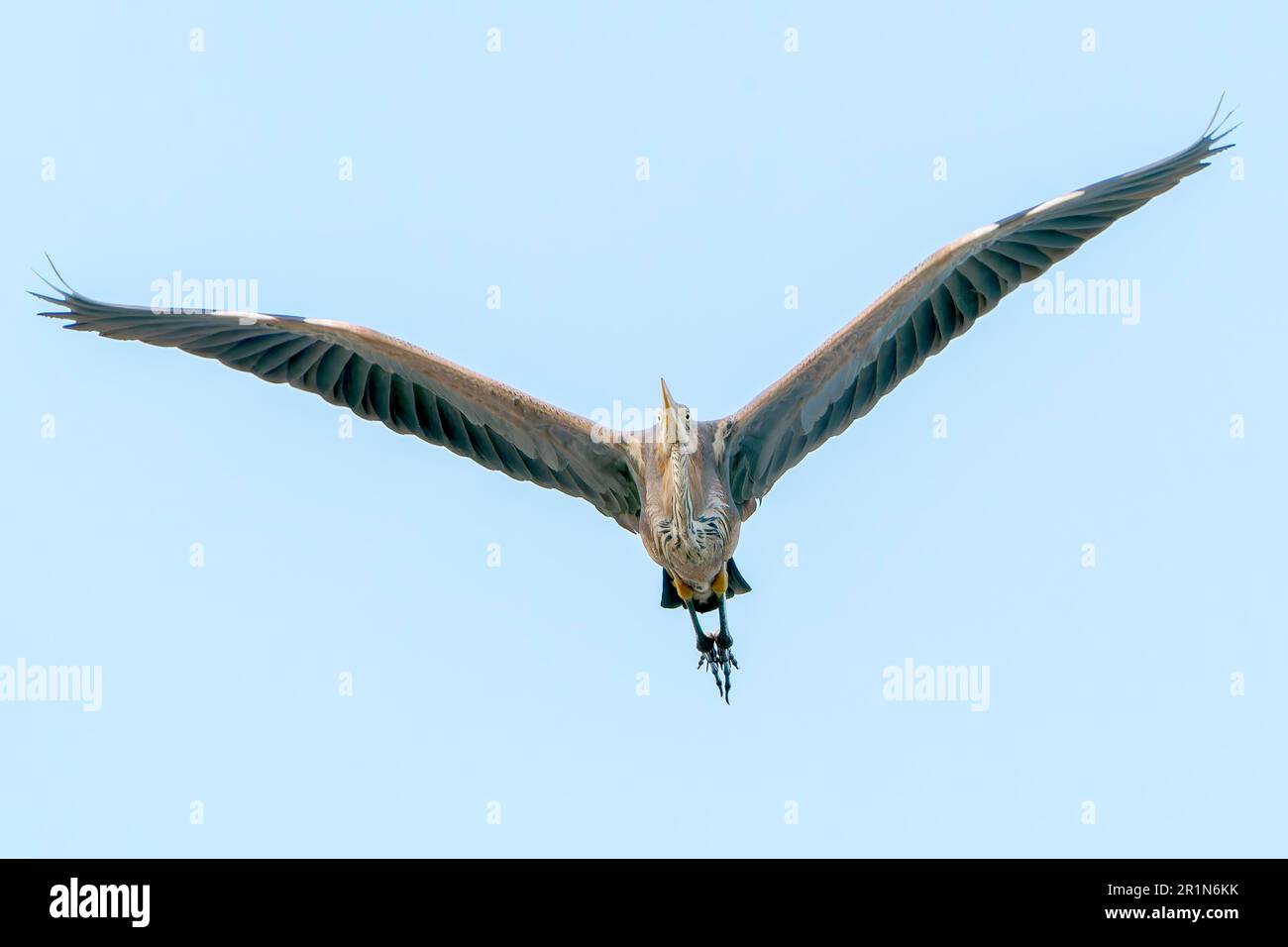 Purple Heron, Ardea purpurea, alleinerziehender Erwachsener im Flug, Albufera Reserve, Mallorca, Spanien, 14. Mai 2023 Stockfoto