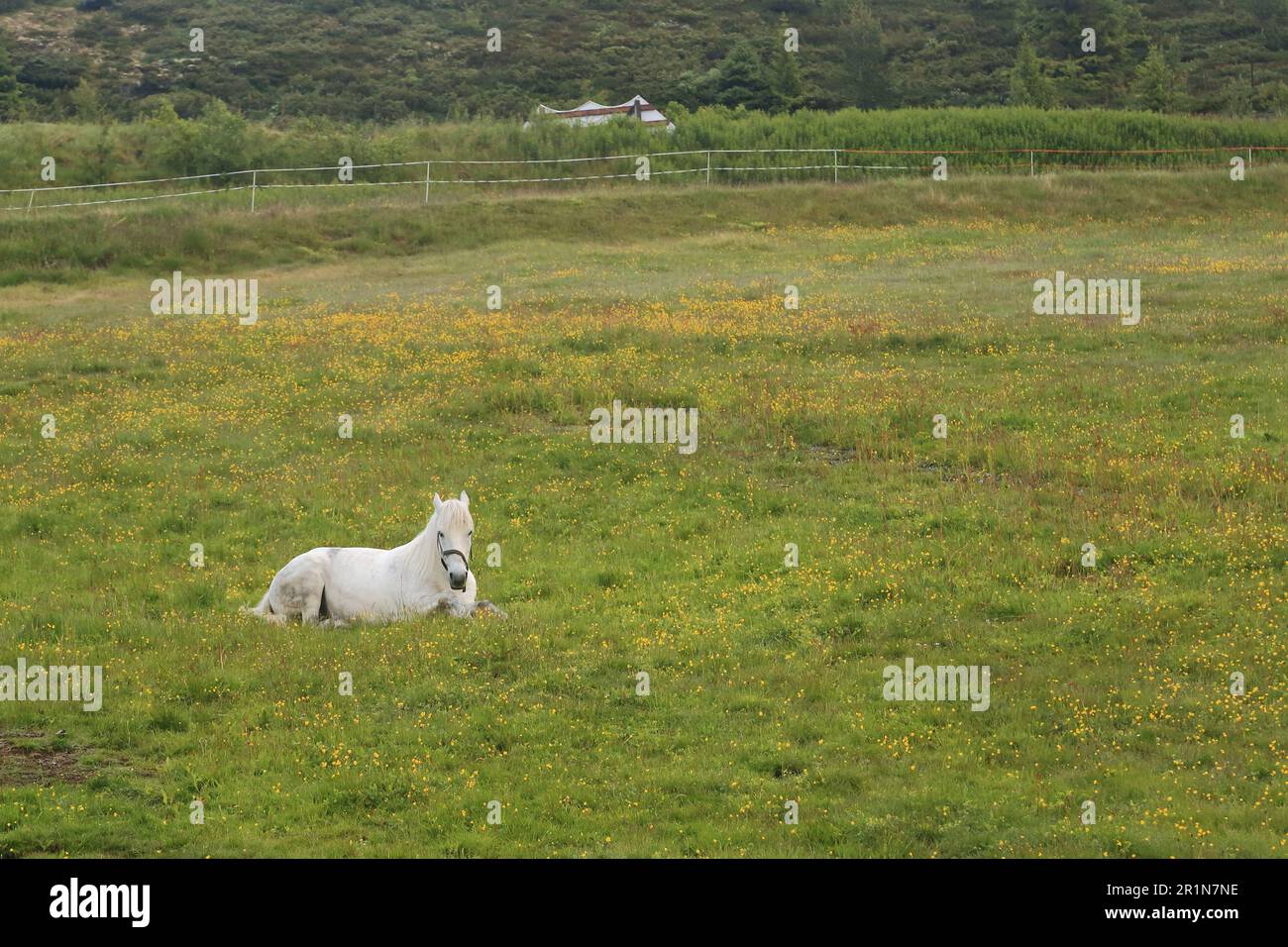 Das ist ein weißes Pferd, das auf dem Boden in einem eingezäunten Gehege auf der Weide ruht. Stockfoto