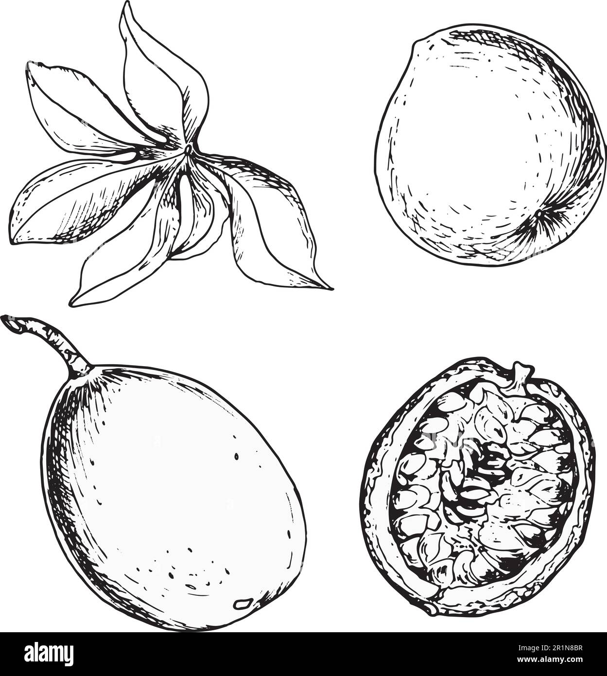 Set aus tropischen Passionsfrüchten und Blätter Vektordarstellung isoliert auf Weiß. Maracuja, handgemalte Früchte. Entwurfselement für Umhüllung, Menü, Stock Vektor