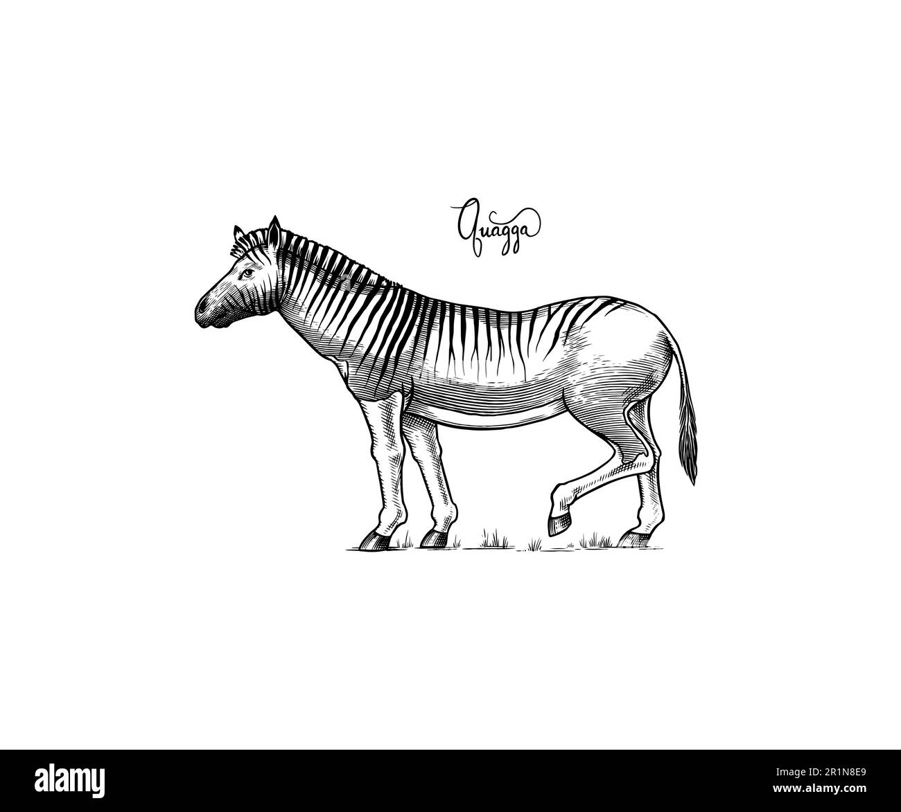 Quagga. Ausgestorbenes Säugetier. Plains Zebra. Handgezeichnete, gravierte Vektorgrafik im Vintage-Stil „Woodcut Graphic“ Stock Vektor