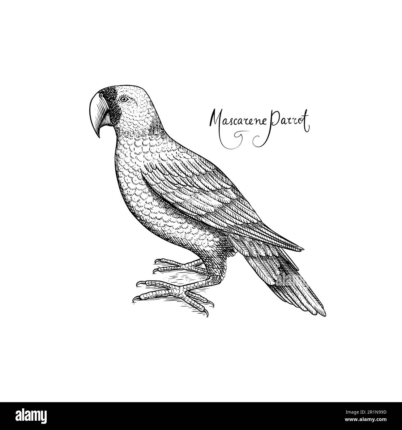 Maskaren-Papagei. Ausgestorbener Vogel. Handgezeichnete, gravierte Vektorgrafik im Vintage-Stil „Woodcut Graphic“ Stock Vektor