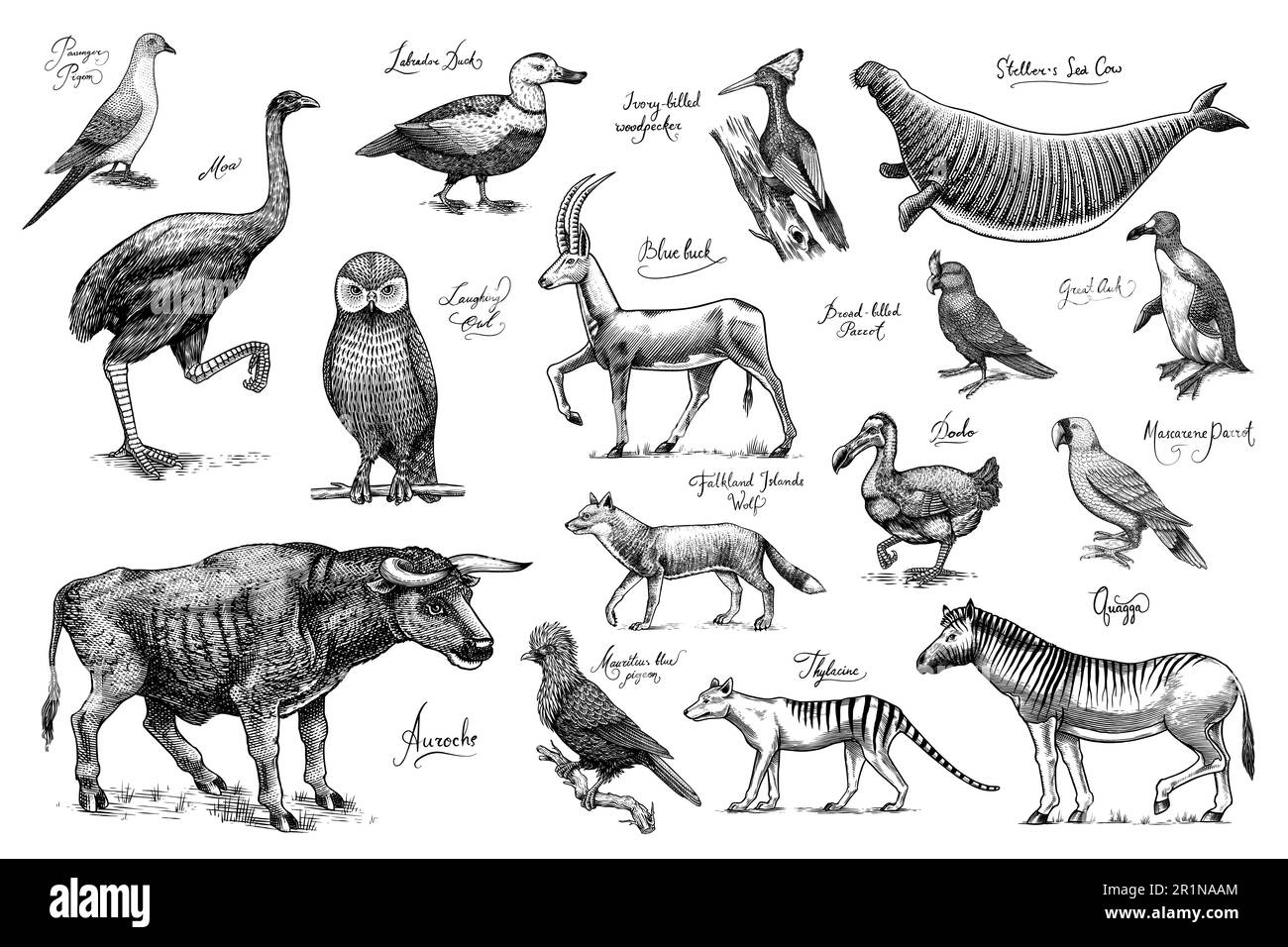 Ausgestorbene Arten. Wilde Säugetiere und Vögel. Dodo, Moa, Tasmanischer Wolf, Quagga. Aurochs. Blaue Antilope. Handgezeichnete, mit Vektoren gravierte Skizze. Grafik Stock Vektor