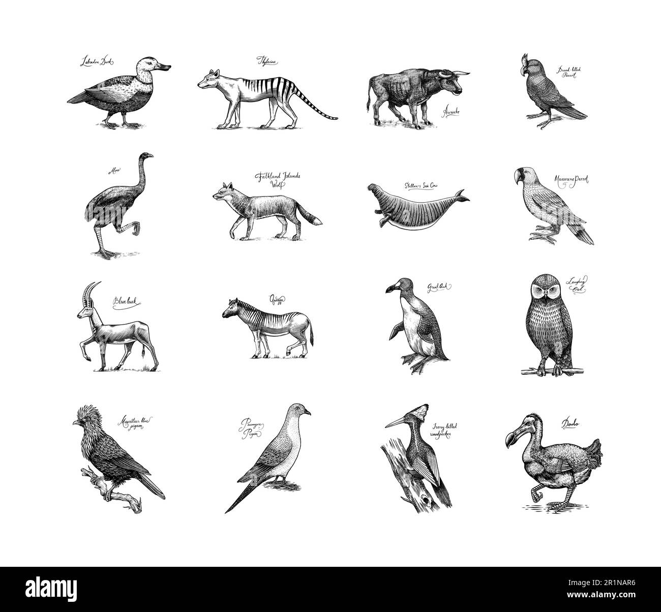 Ausgestorbene Arten. Wilde Säugetiere und Vögel. Dodo, Moa, Tasmanischer Wolf, Quagga. Aurochs. Blaue Antilope. Handgezeichnete, mit Vektoren gravierte Skizze. Grafik Stock Vektor