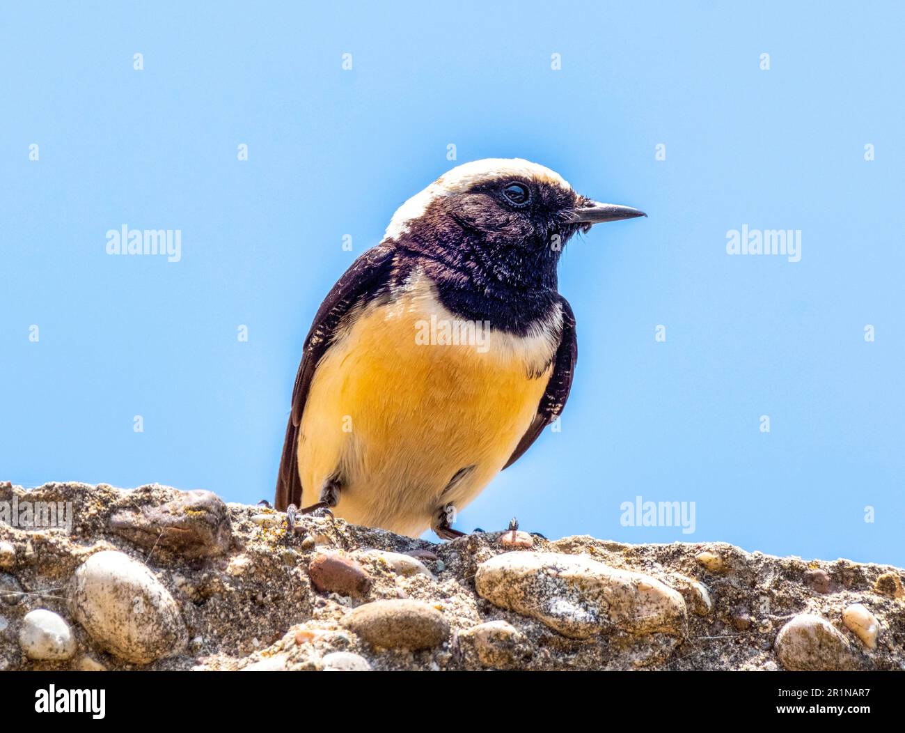 Zypern wheatear (Oenanthe cypriaca) oder Zypern Rattenwheatear, Vretsia, Zypern. Stockfoto