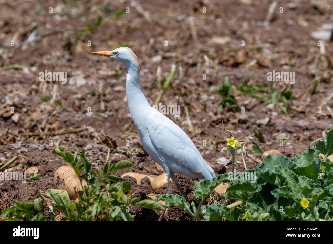 Viehzucht (Bubulcus Ibis) auf einem Kartoffelfeld, Agia Varvara, Zypern Stockfoto
