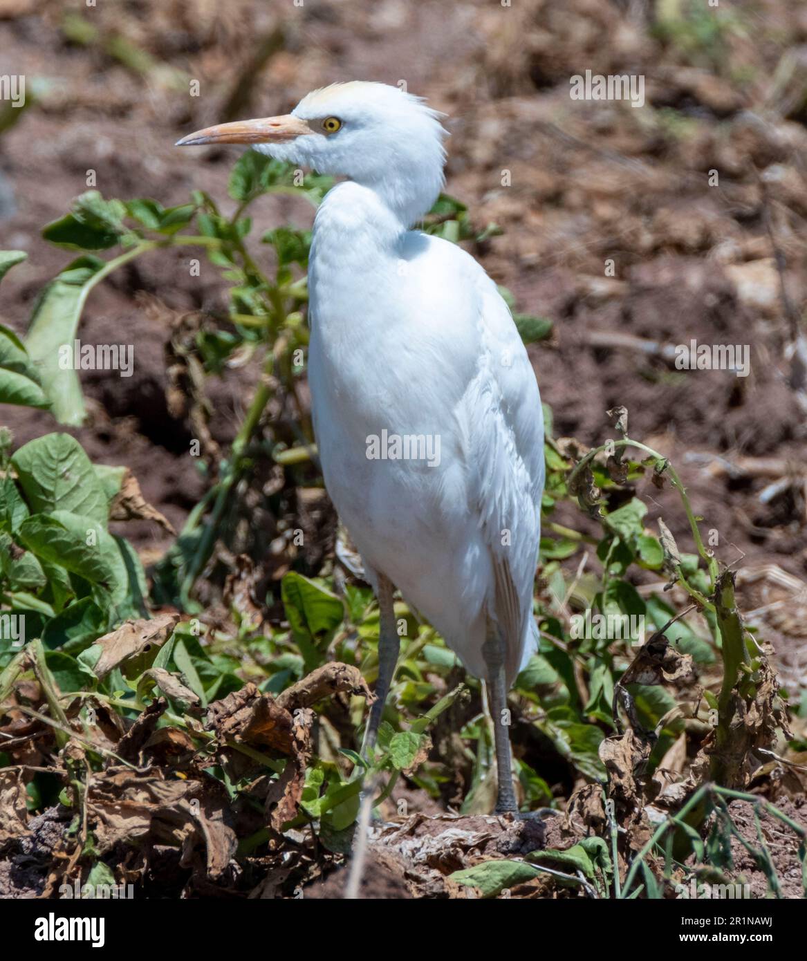 Viehzucht (Bubulcus Ibis) auf einem Kartoffelfeld, Agia Varvara, Zypern Stockfoto