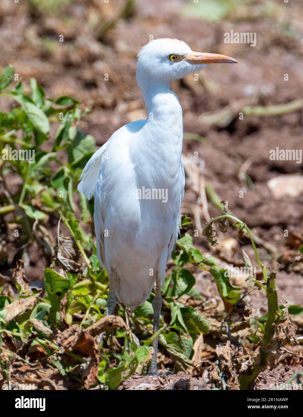 Viehzucht (Bubulcus Ibis) auf einem Kartoffelfeld, Agia Varvara, Zypern Stockfoto