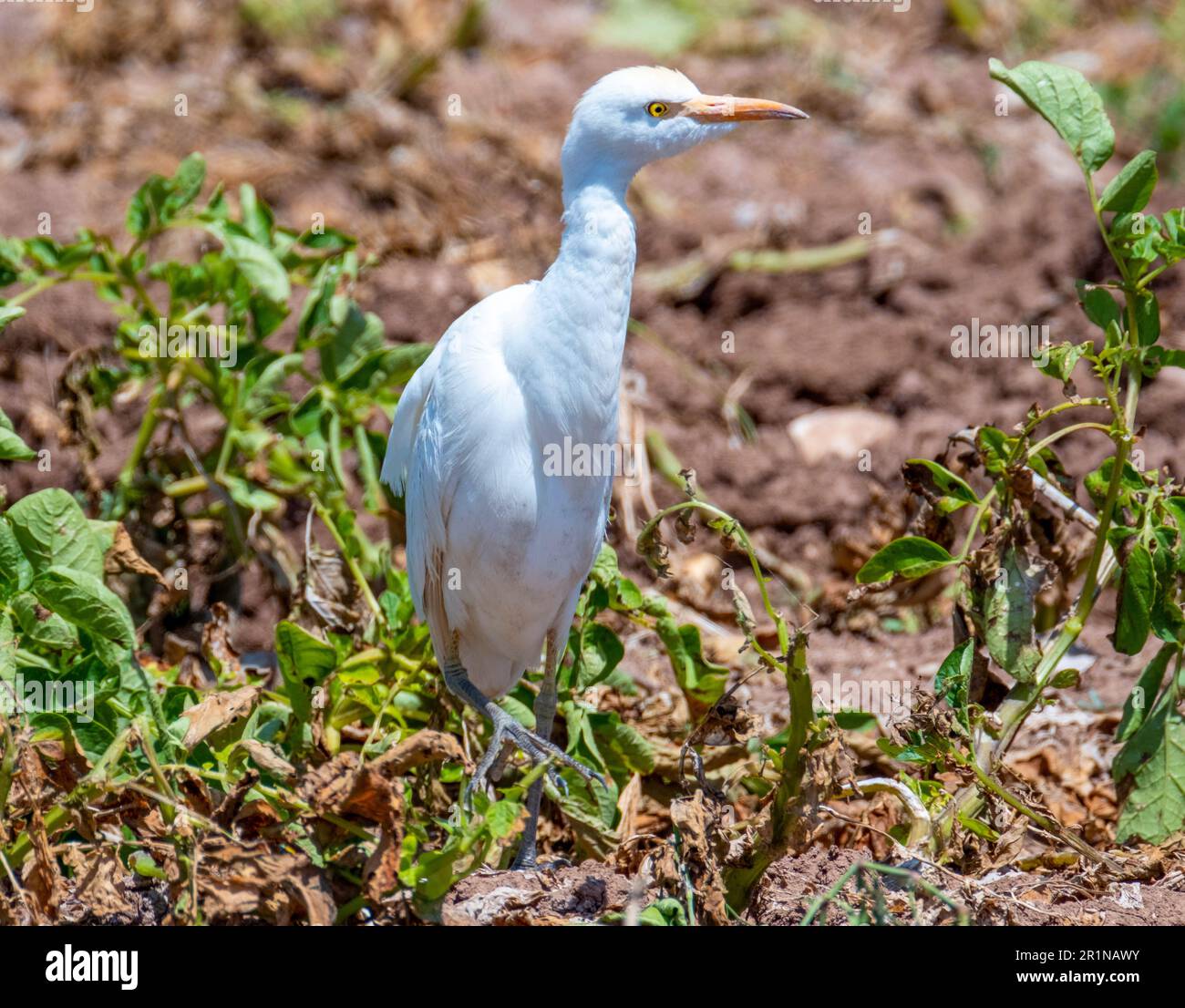 Viehzucht (Bubulcus Ibis) auf einem Kartoffelfeld, Agia Varvara, Zypern Stockfoto