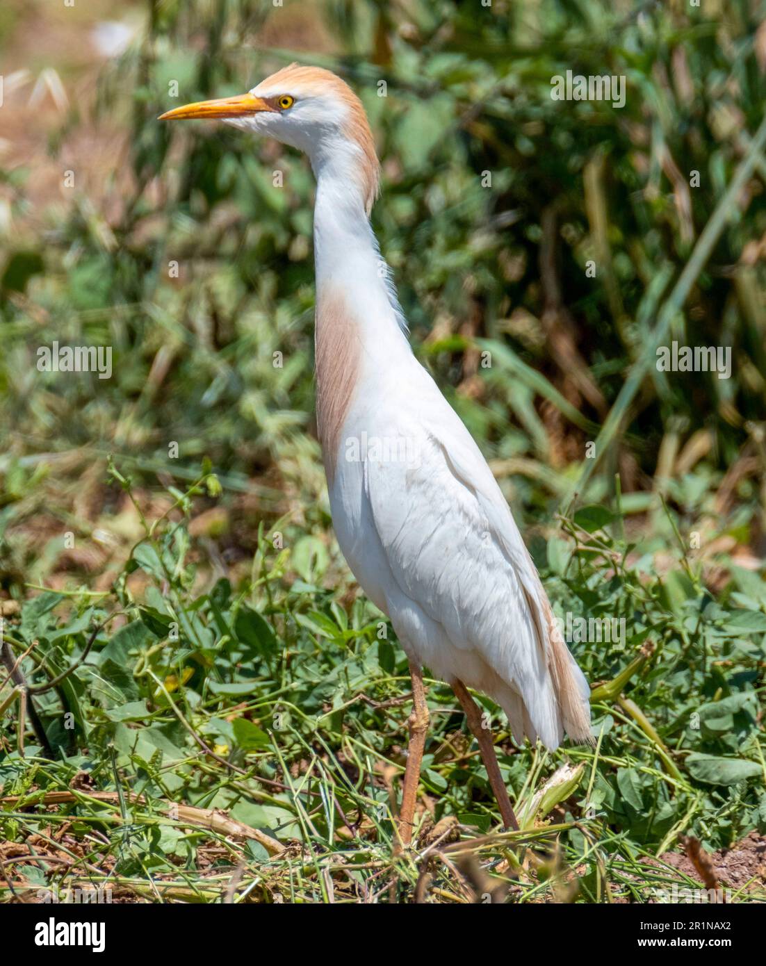 Viehzucht (Bubulcus Ibis) auf einem Kartoffelfeld, Agia Varvara, Zypern Stockfoto