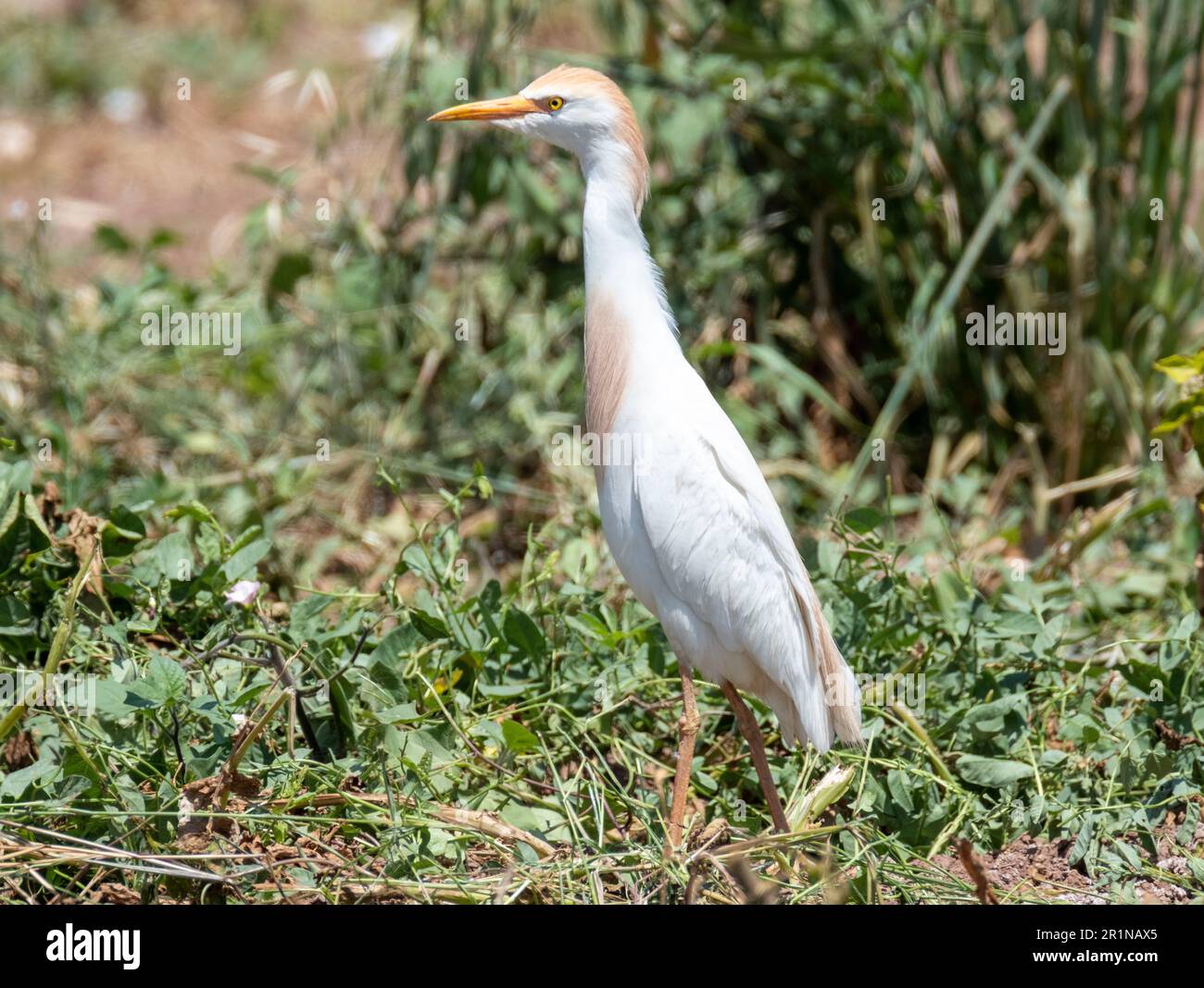 Viehzucht (Bubulcus Ibis) auf einem Kartoffelfeld, Agia Varvara, Zypern Stockfoto