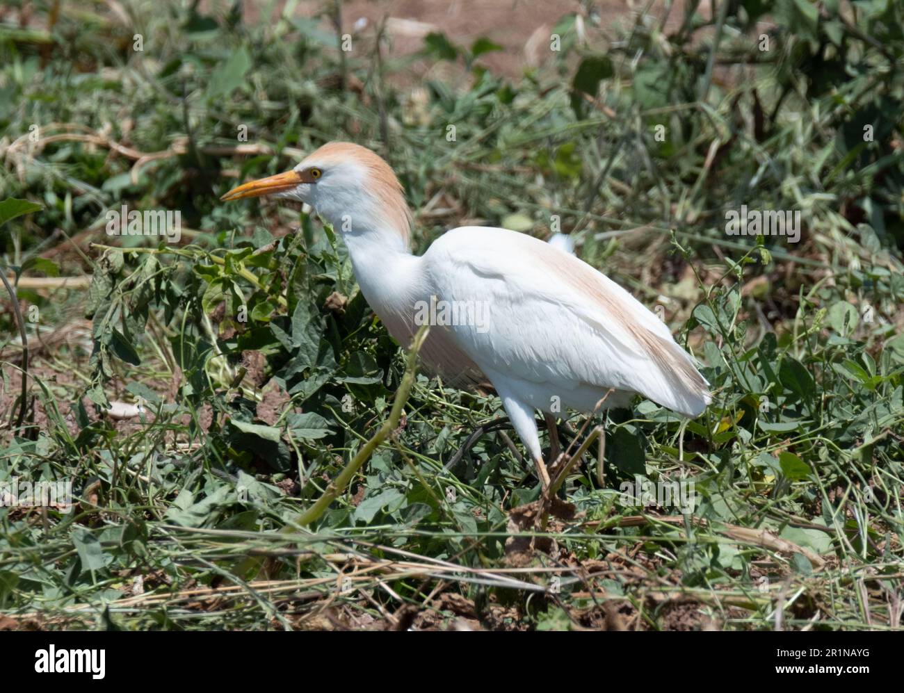 Viehzucht (Bubulcus Ibis) auf einem Kartoffelfeld, Agia Varvara, Zypern Stockfoto