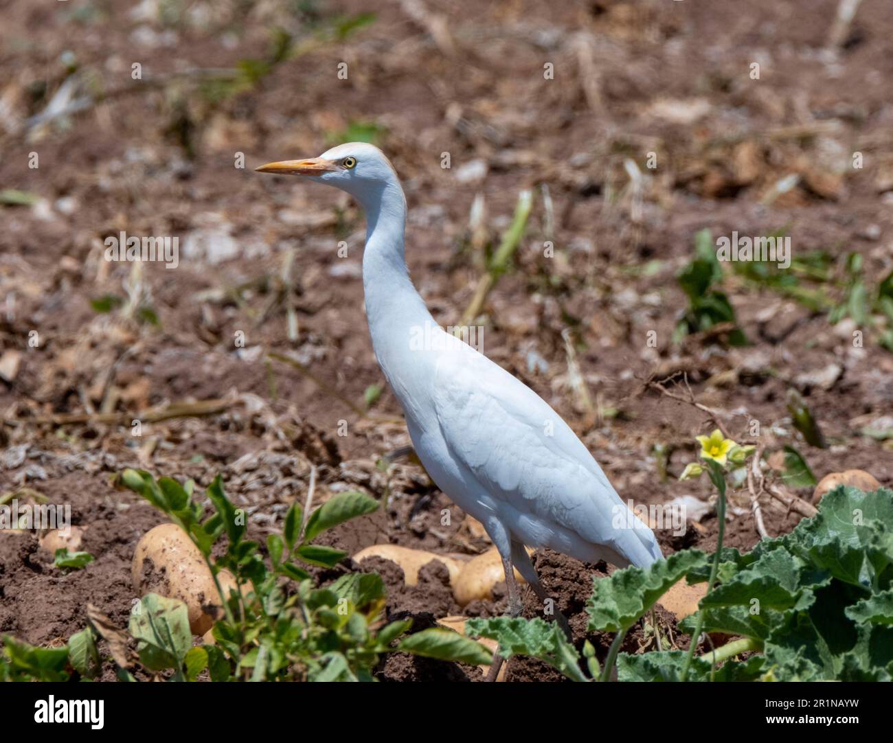 Viehzucht (Bubulcus Ibis) auf einem Kartoffelfeld, Agia Varvara, Zypern Stockfoto