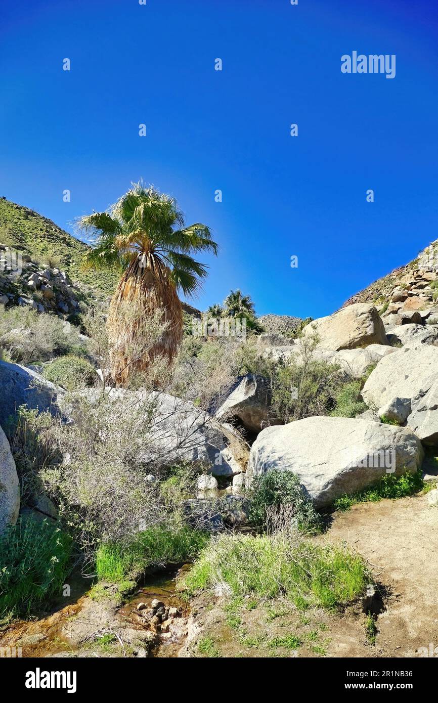 Palmen, riesige Felsen und ein kleiner Fluss in einer Oase entlang des Hellhole Canyon Trail, Borrego Springs, Anza-Borrego Desert State Park, Kalifornien Stockfoto