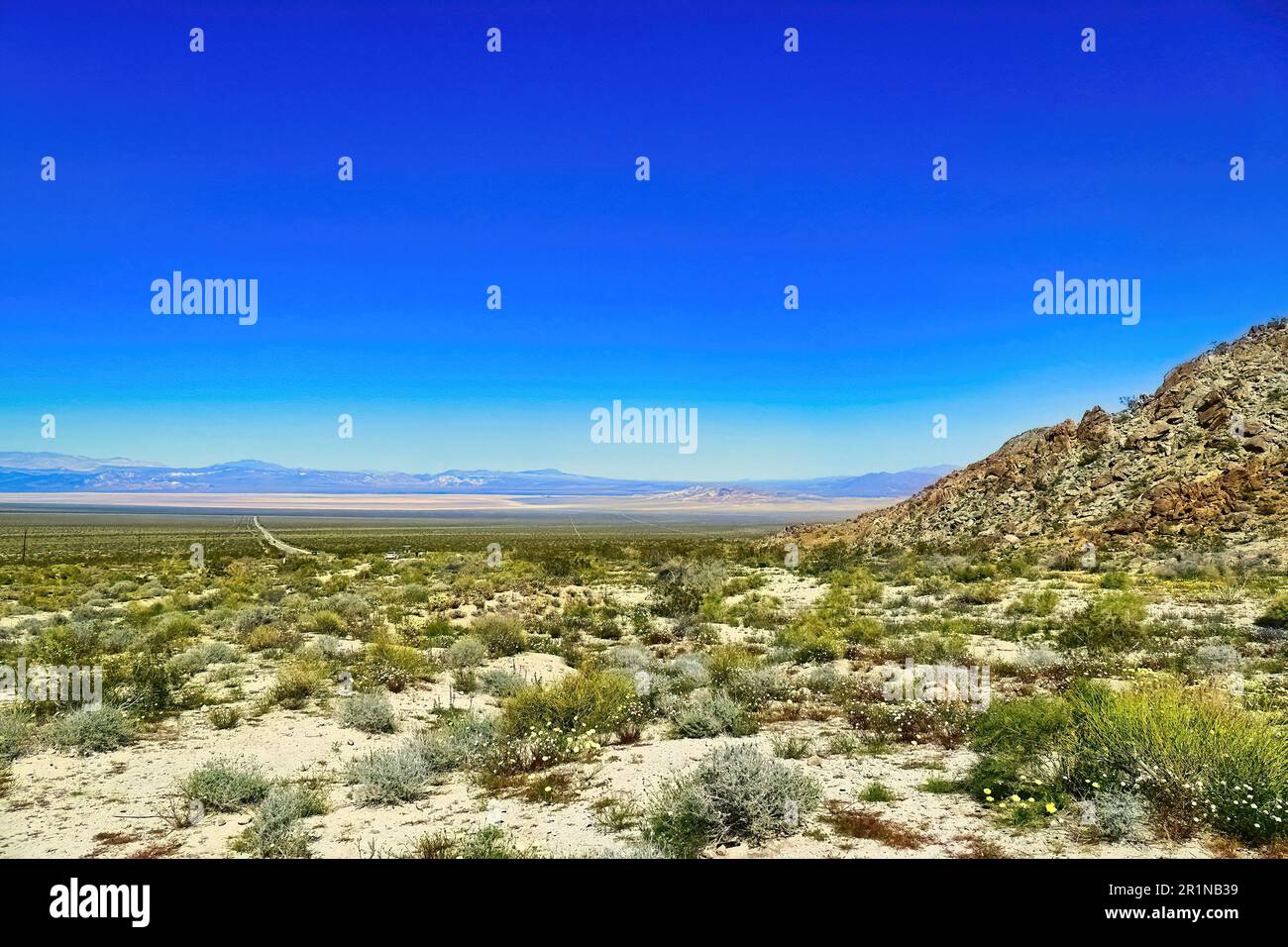 Die weite Landschaft der Mojave-Wüste, Kalifornien, nach Frühlingsregen färbte die Wüste grün. Zwischen Twentynine Palms und Amboy. Stockfoto