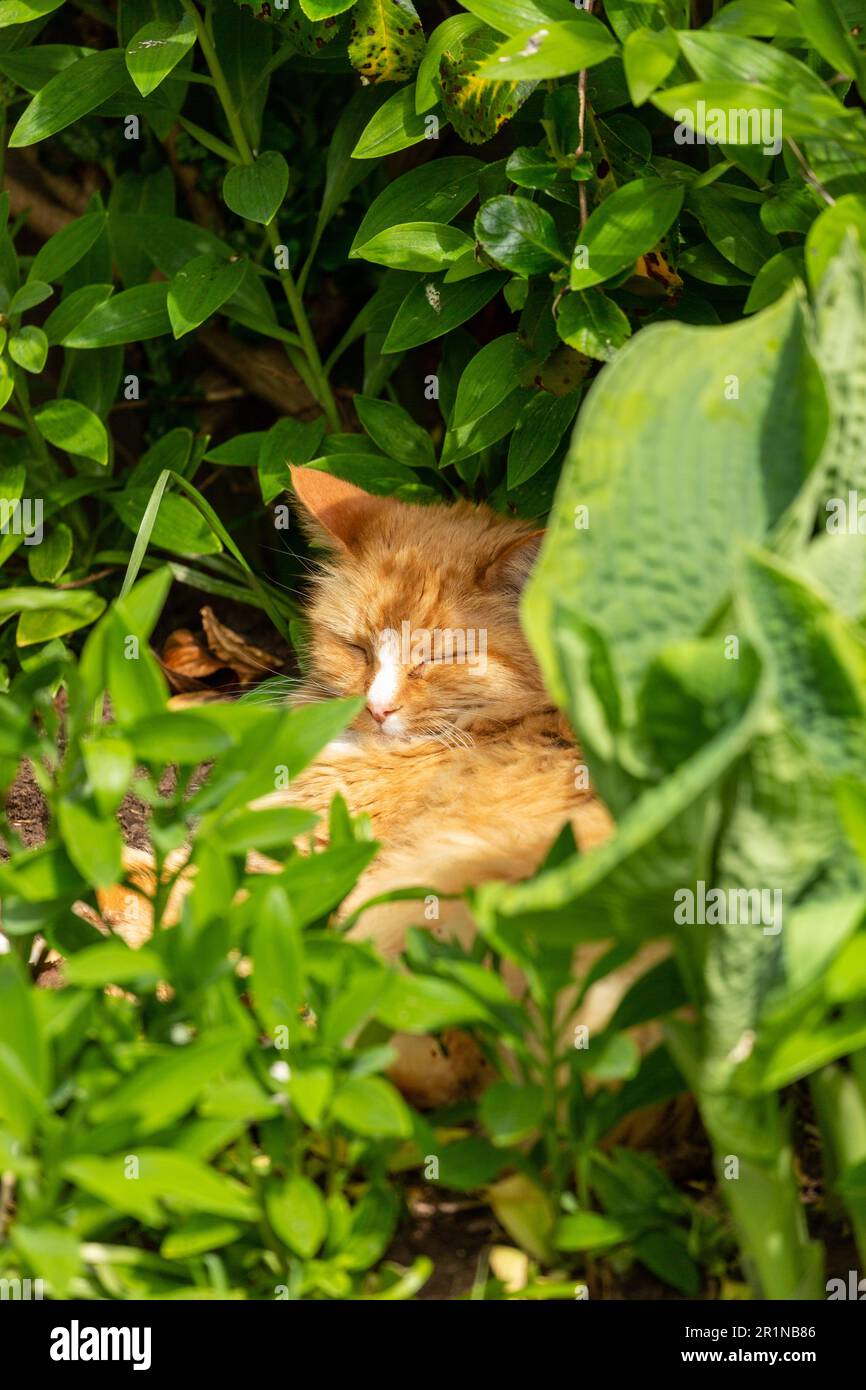 Eine verschlafene Ingwerkatze, versteckt unter Pflanzen in einem Garten in Schottland Stockfoto