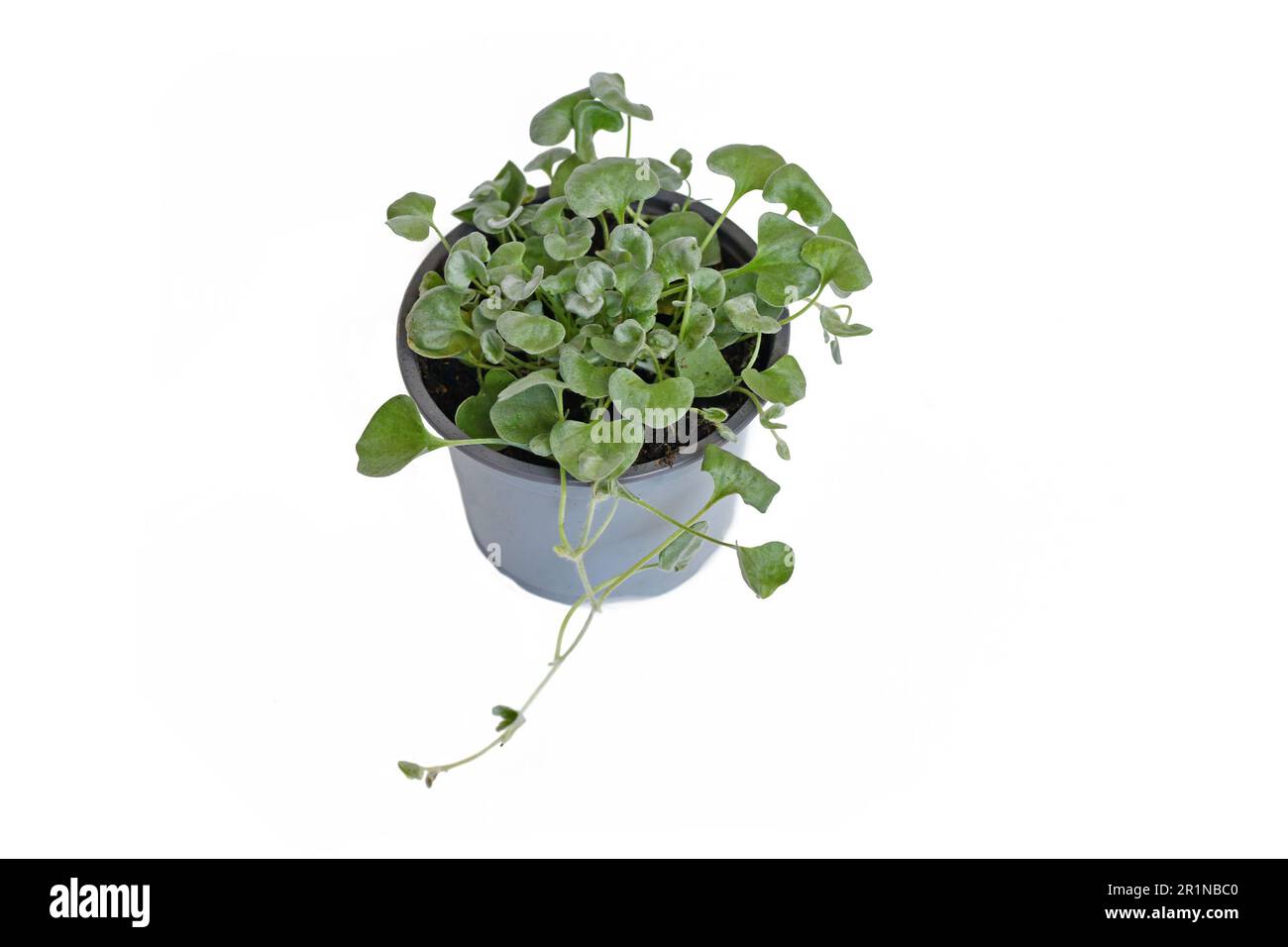 Kleine „Dichondra Argentea“-Pflanze im Topf auf weißem Hintergrund Stockfoto