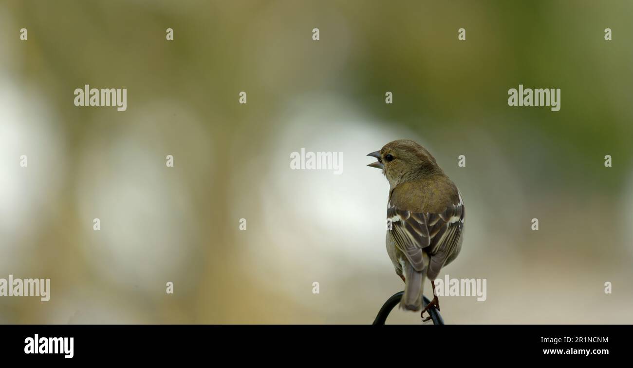 Nahaufnahme eines sitzenden Vogels Stockfoto