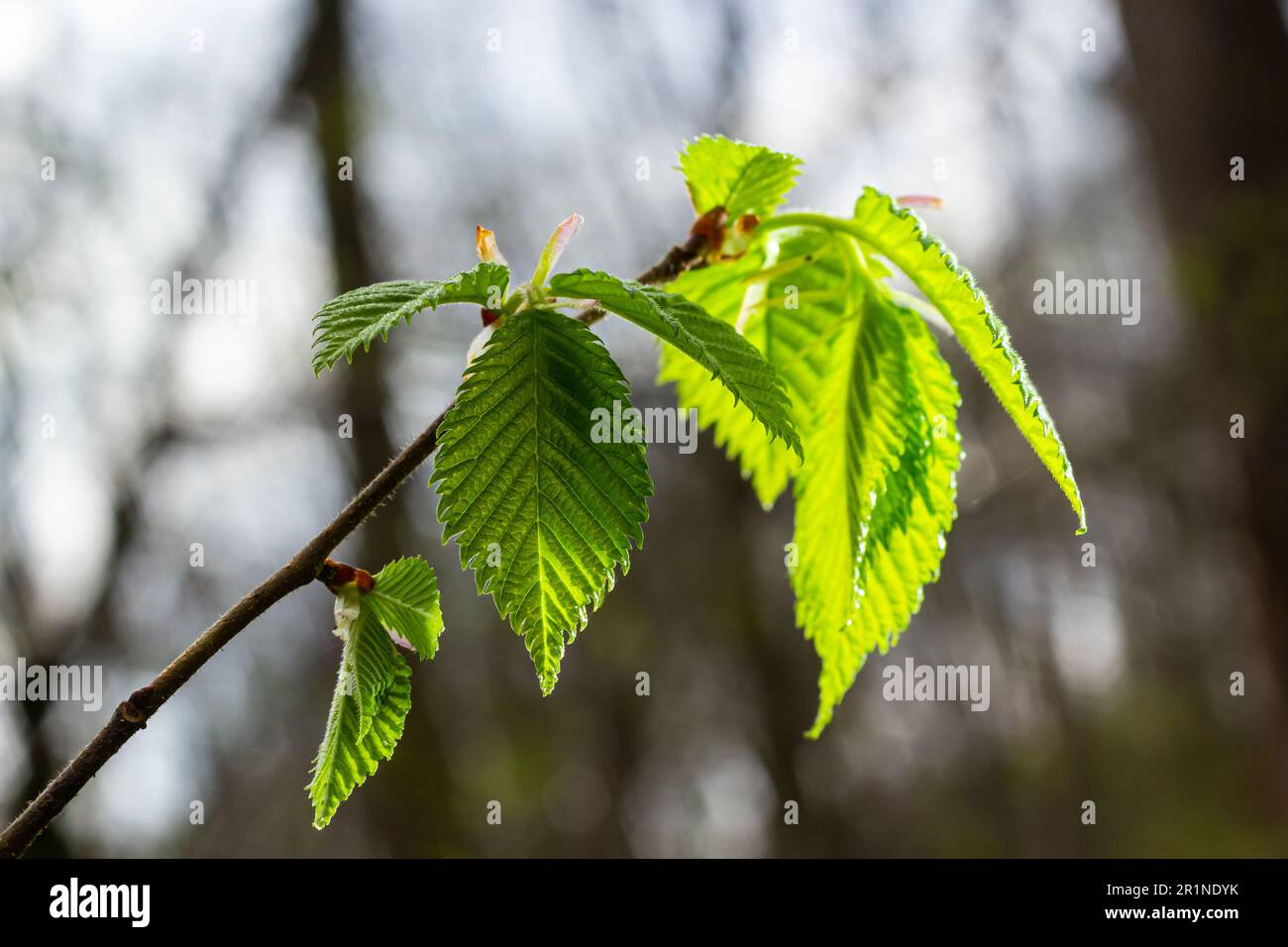 Große grüne Knospen verzweigen. Junge grüne Blätter aus dicken grünen Knospen. Zweige mit neuem Laub, erleuchtet von der Tagessonne. Frühlingstag. Stockfoto