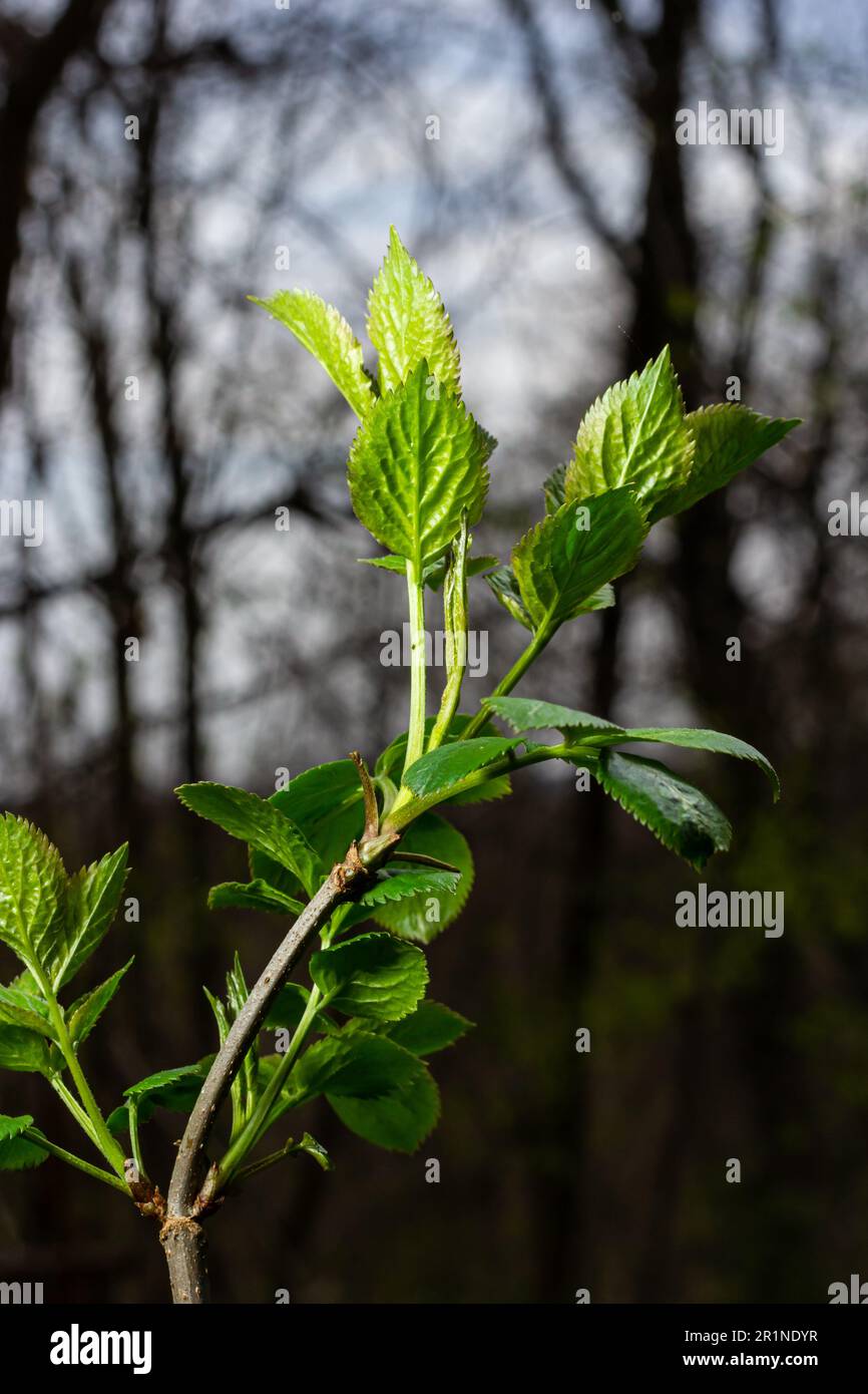 Große grüne Knospen verzweigen. Junge grüne Blätter aus dicken grünen Knospen. Zweige mit neuem Laub, erleuchtet von der Tagessonne. Frühlingstag. Stockfoto