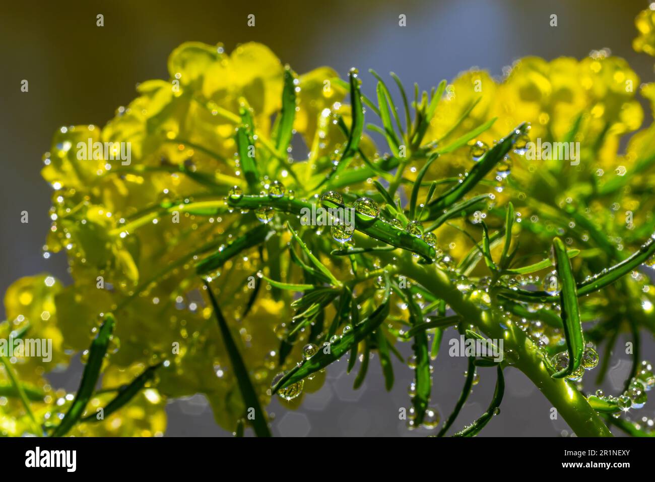 Euphorbia cyparissias, Zypressensprang grünliche Blüten verschlossen selektiven Fokus. Stockfoto