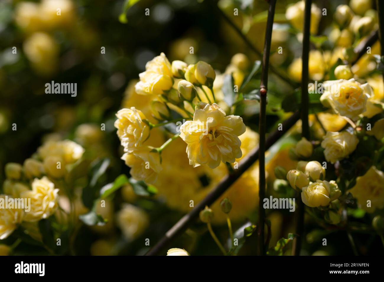 Gelbe Blume von Banksia Rose befeuchtet von Regen, Rosa banksiae, Sommerhintergrund Stockfoto