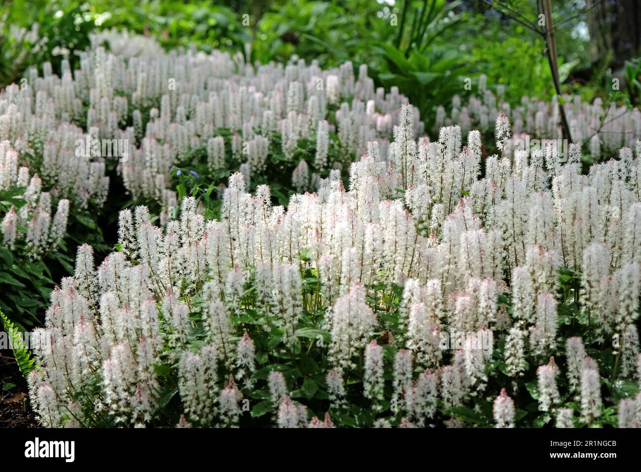 Die Schaumblume der Tiarella „Spring Symphony“ blüht Stockfotografie