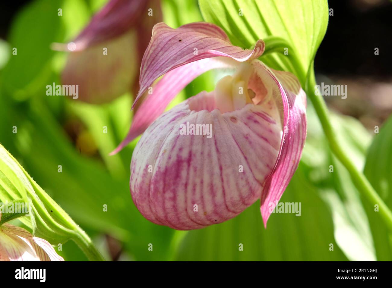 Cypripedium „Sabine“ ladyÕs Hausschuhorchidee in Blüte. Stockfoto