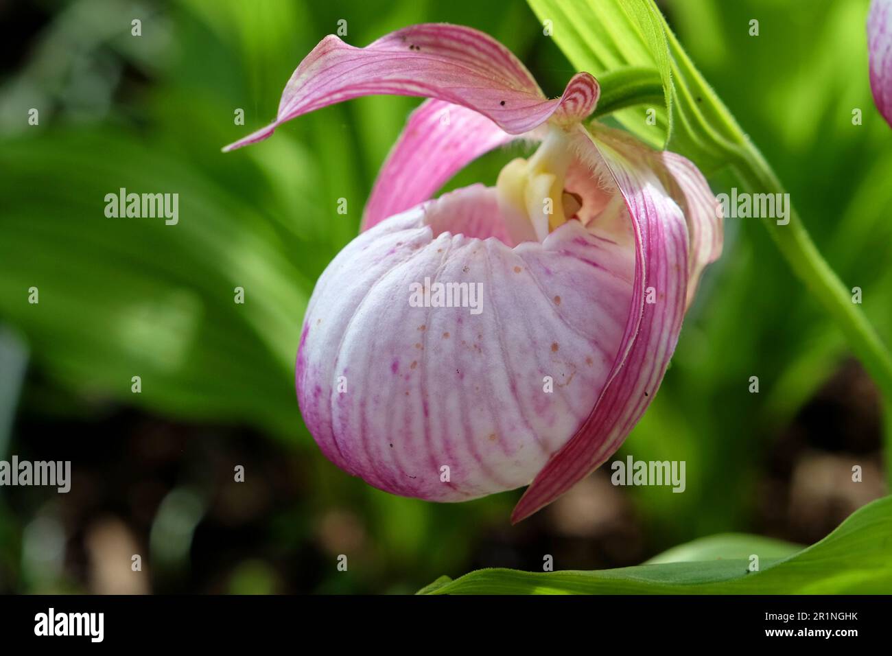 Cypripedium „Sabine“ ladyÕs Hausschuhorchidee in Blüte. Stockfoto