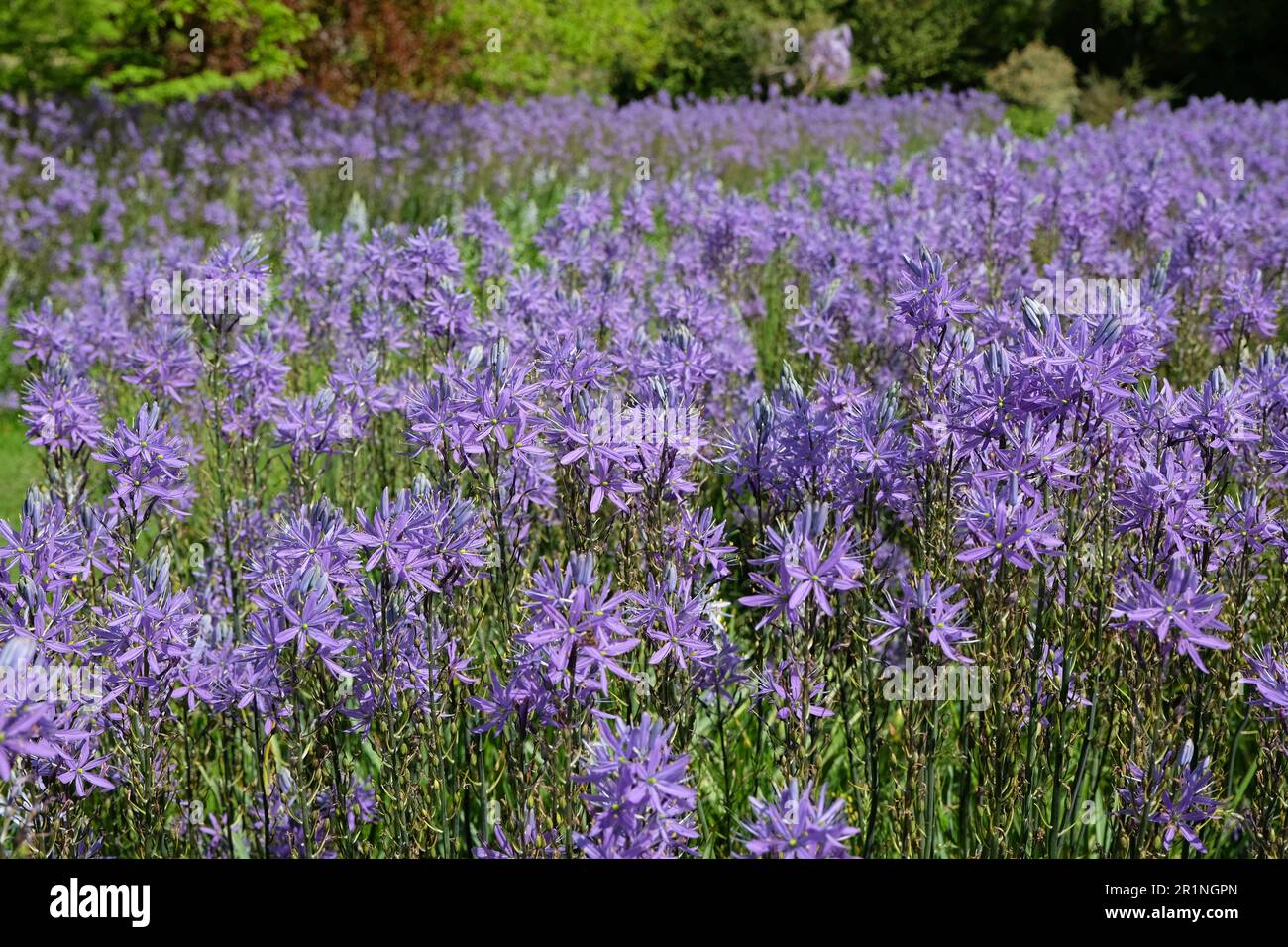 Blaue Camassia-Blüten blühen in Blüte. Stockfoto