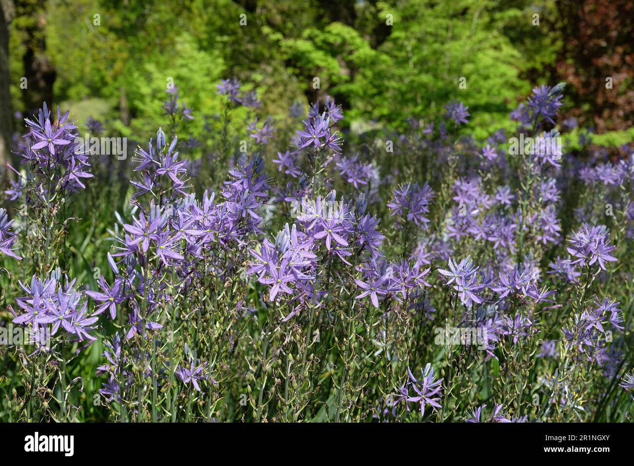 Blaue Camassia-Blüten blühen in Blüte. Stockfoto