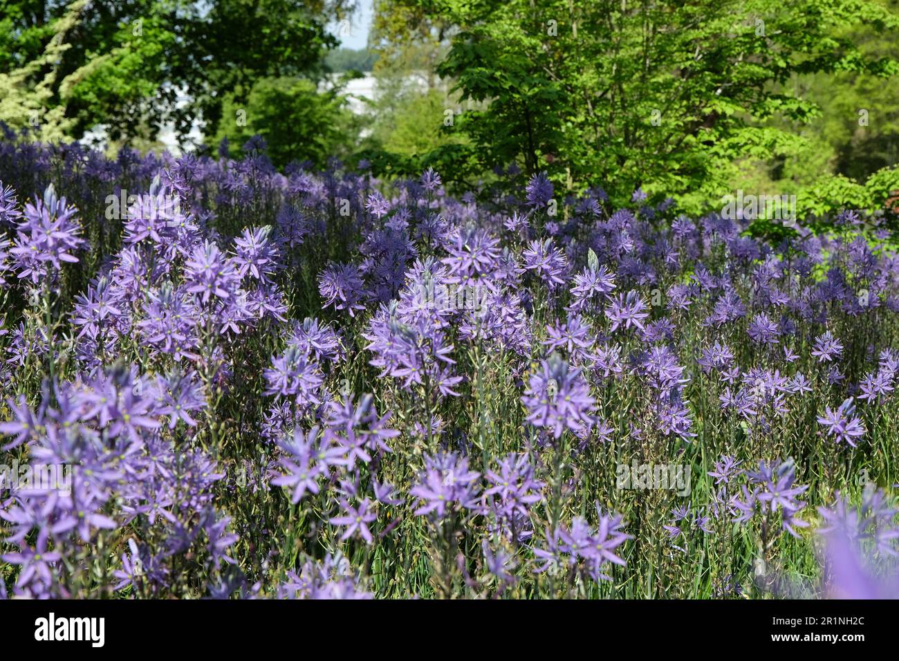 Blaue Camassia-Blüten blühen in Blüte. Stockfoto