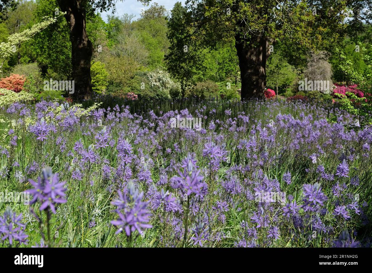 Blaue Camassia-Blüten blühen in Blüte. Stockfoto