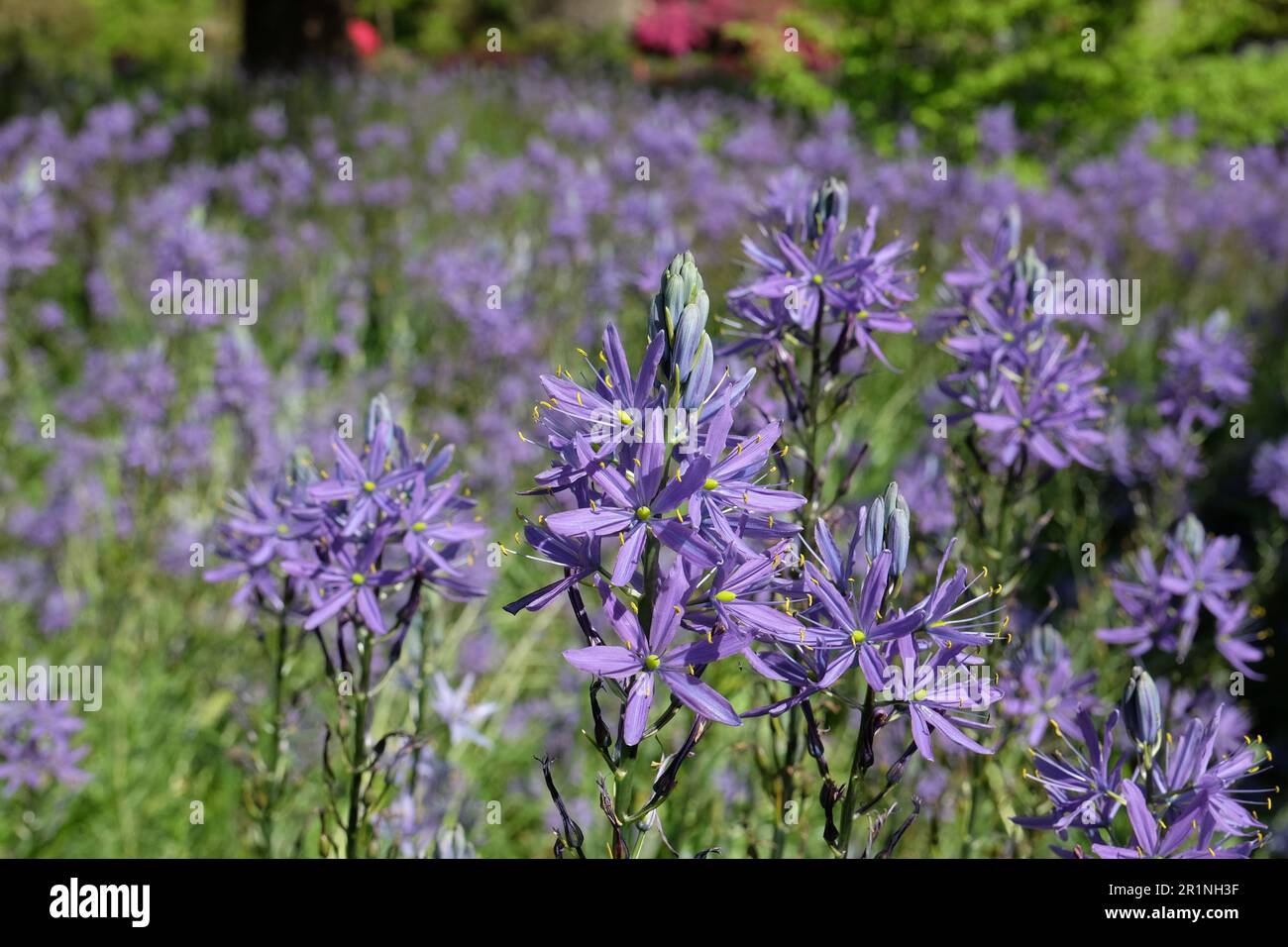 Blaue Camassia-Blüten blühen in Blüte. Stockfoto