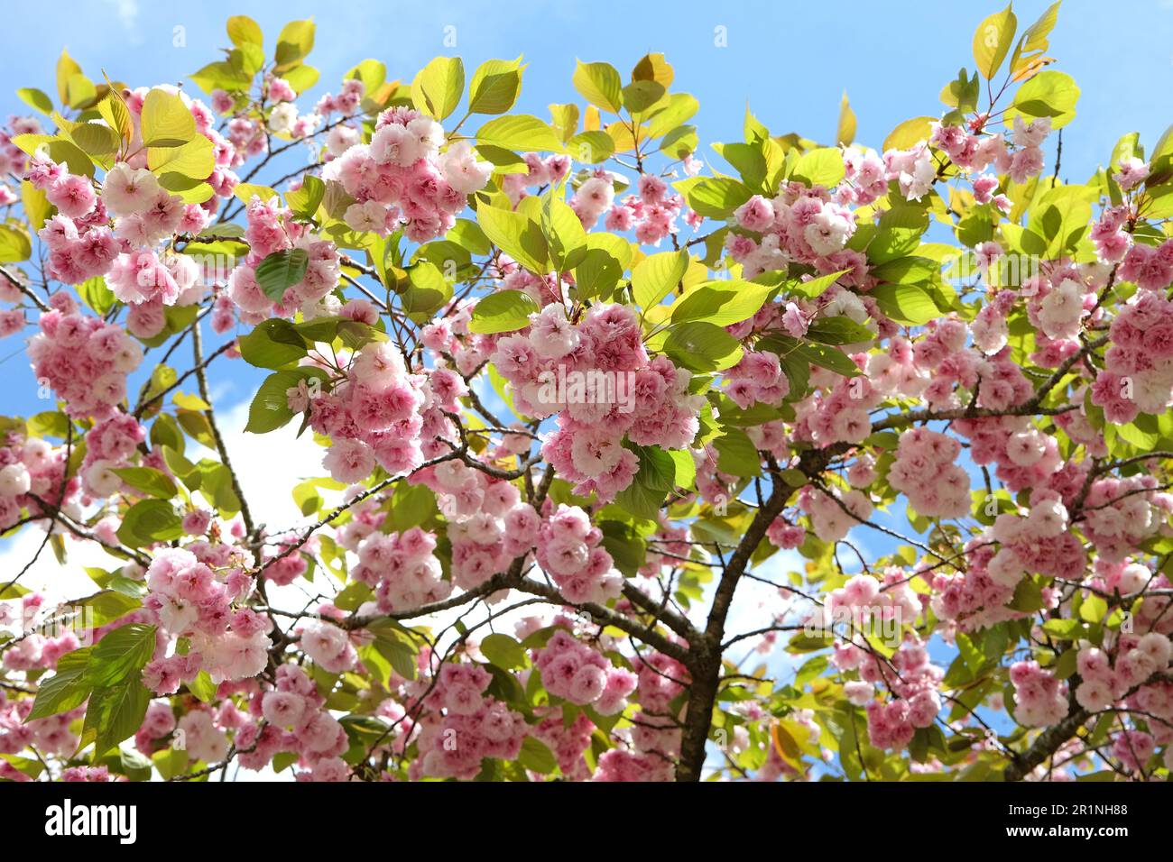Prunus serrulata Kirschblüte 'Fugenzo' in Blüte. Stockfoto