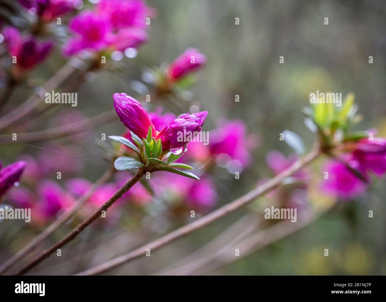 Rhododendron-Blüten Stockfoto