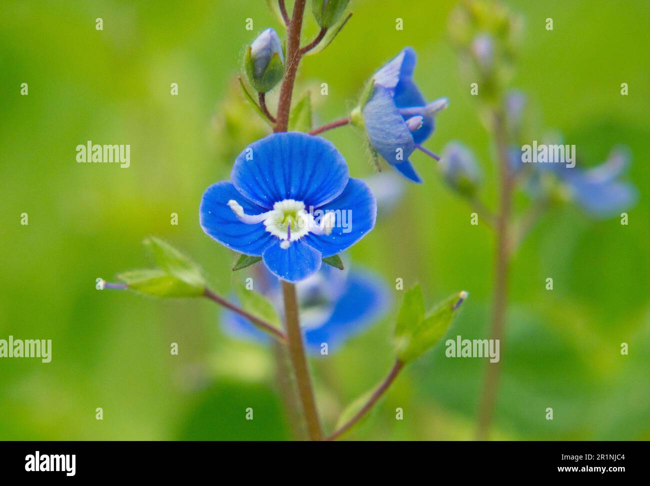 Schöne kleine, tiefblaue Blüten von Germander Speedwell Stockfoto