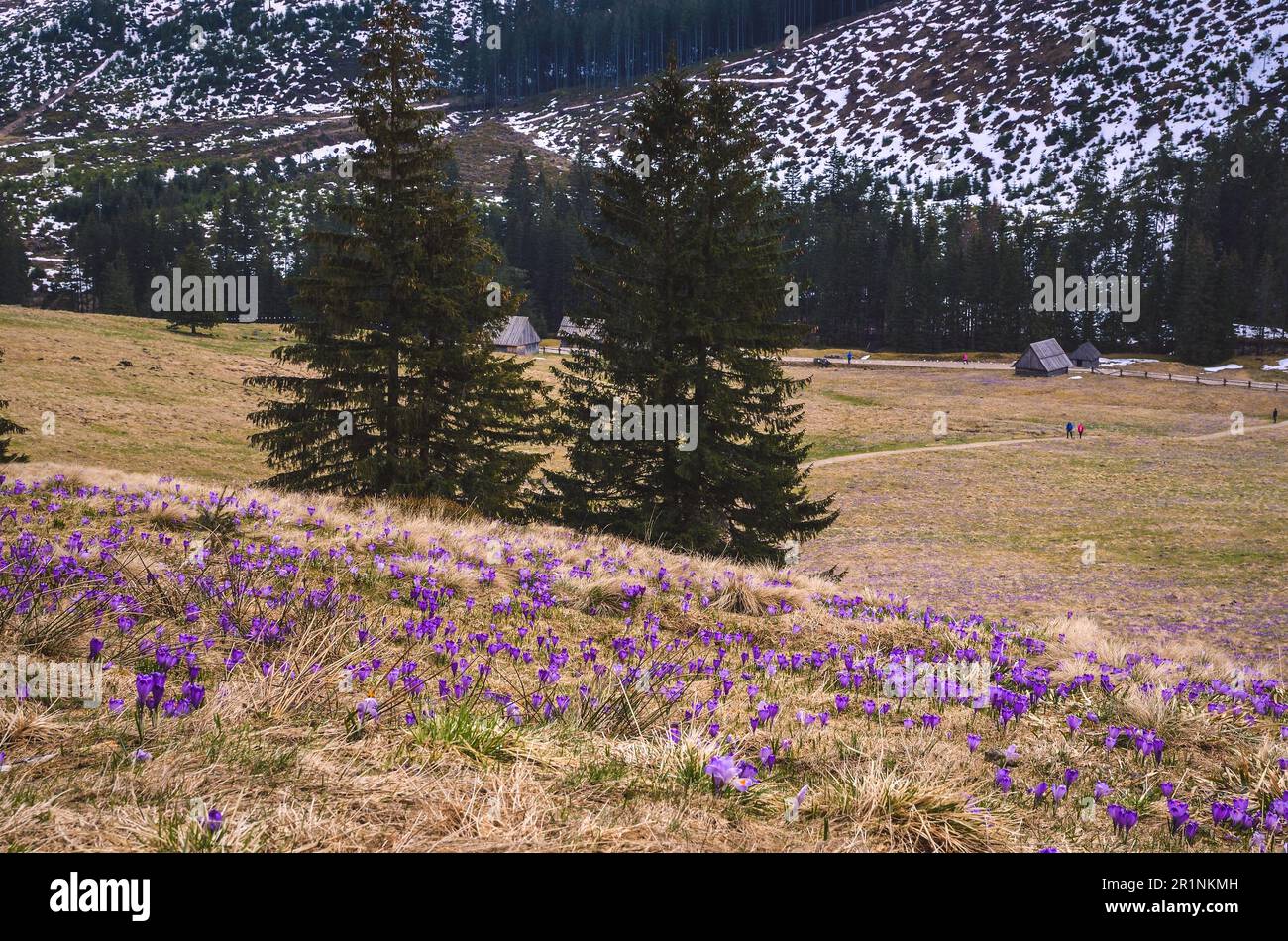 Das beliebteste Bergtal Polens im Frühjahr. Lila Krokusse auf einer Lichtung im Chocholowska-Tal in der Westtatra, Polen. Stockfoto