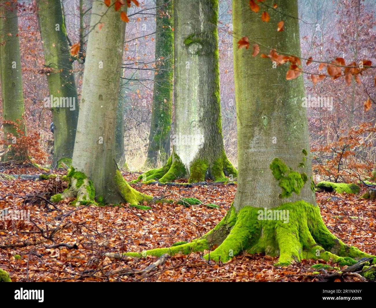 Maulbronn, Baden-Württemberg, Deutschland. Laubwald Maulbronn im Winter, Buchenbäume, Buchenstämme Stockfoto