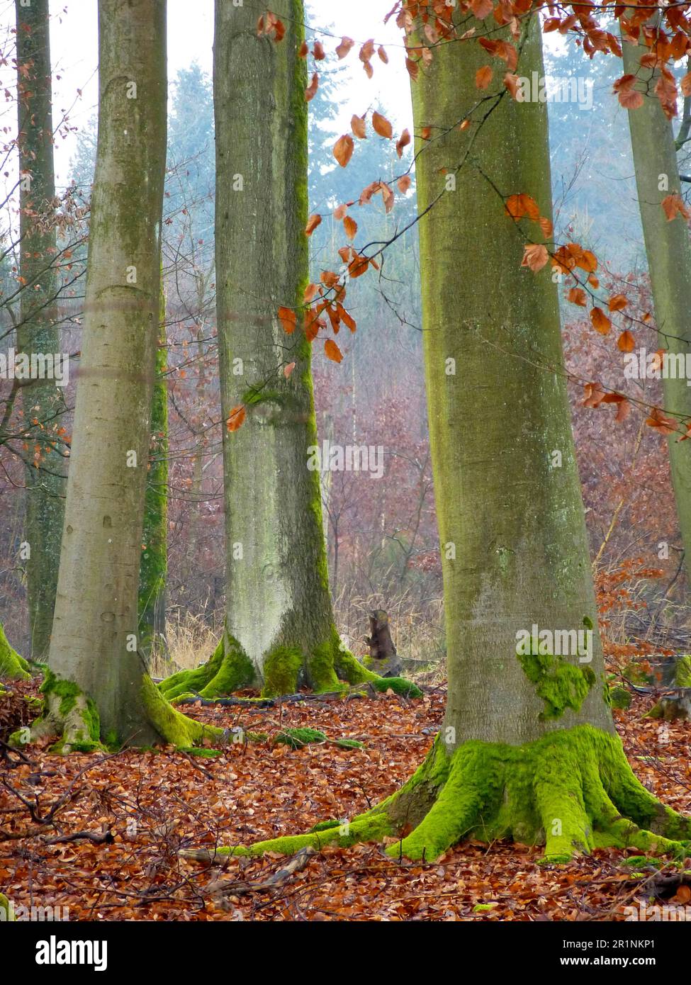 Laubwald Maulbronn im Winter, Buchenbäume, Buchenstämme Stockfoto