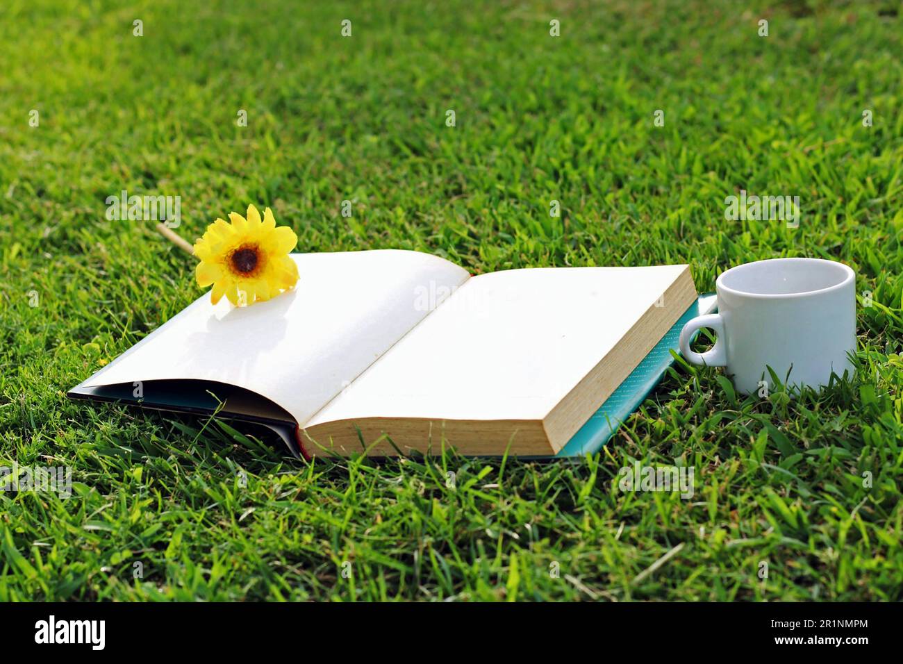 Eine Tasse Kaffee, ein Buch und eine Blume im Wald. Stockfoto