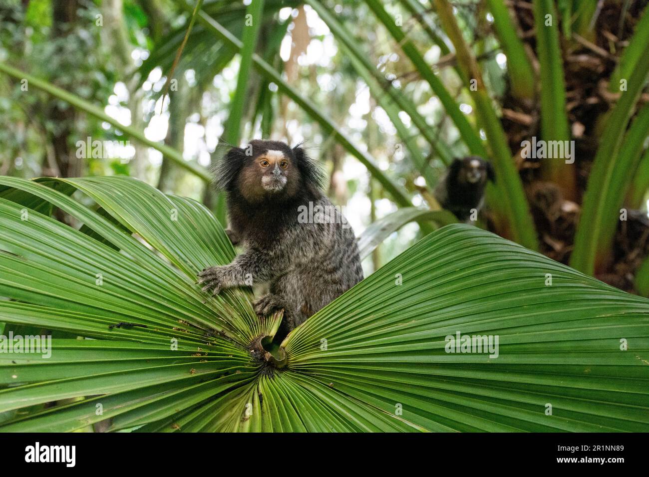 Weißes Tuftohr-Marmoset (kleiner Affe) auf atlantischem Regenwaldblatt Stockfoto