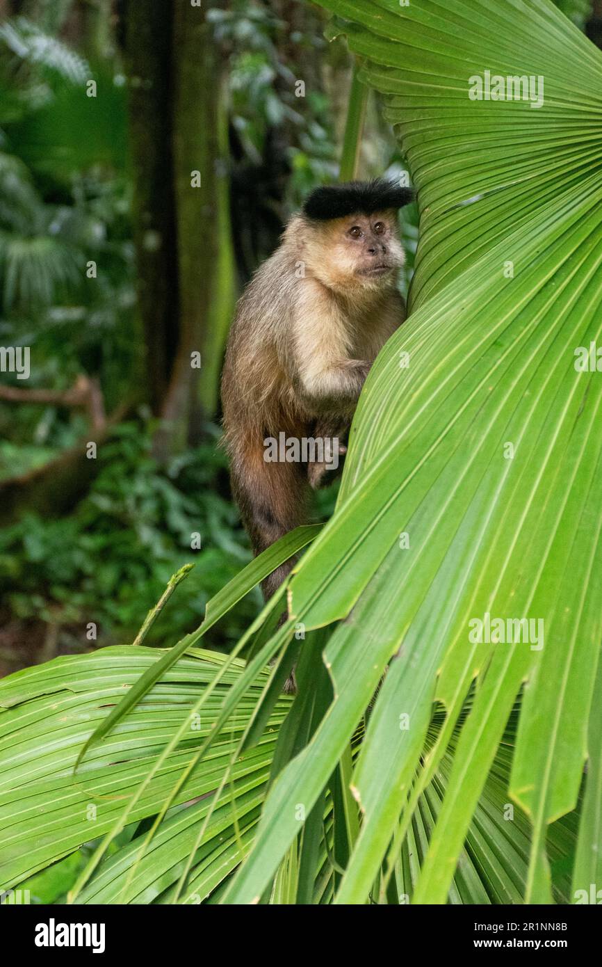 Ein Kapuzineraffe klettert im Tijuca-Park auf große grüne Bäume Stockfoto