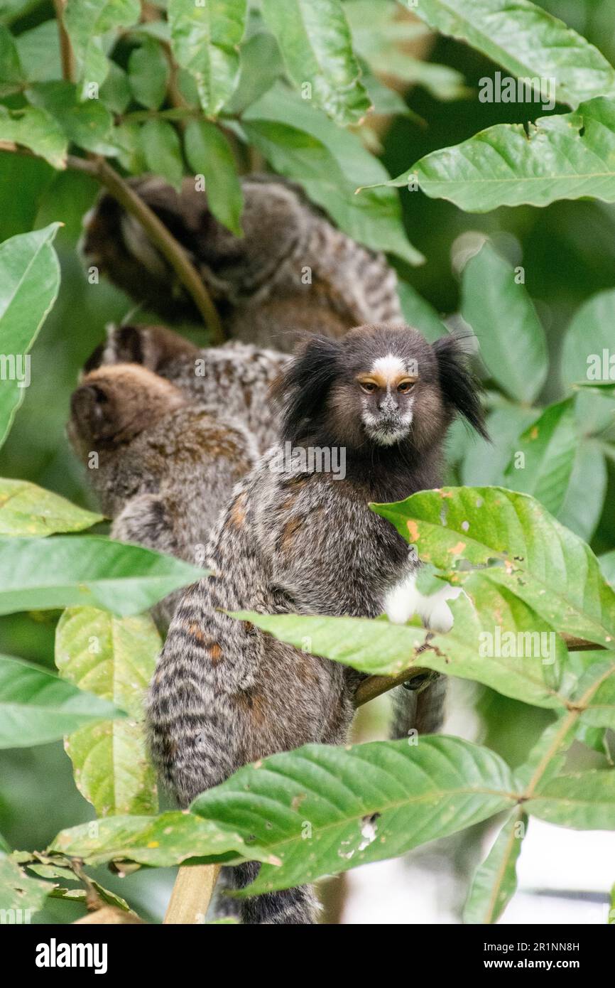 Weißnarbenohrmarmoset (kleine Affen) auf dem atlantischen Regenwaldbaum Stockfoto