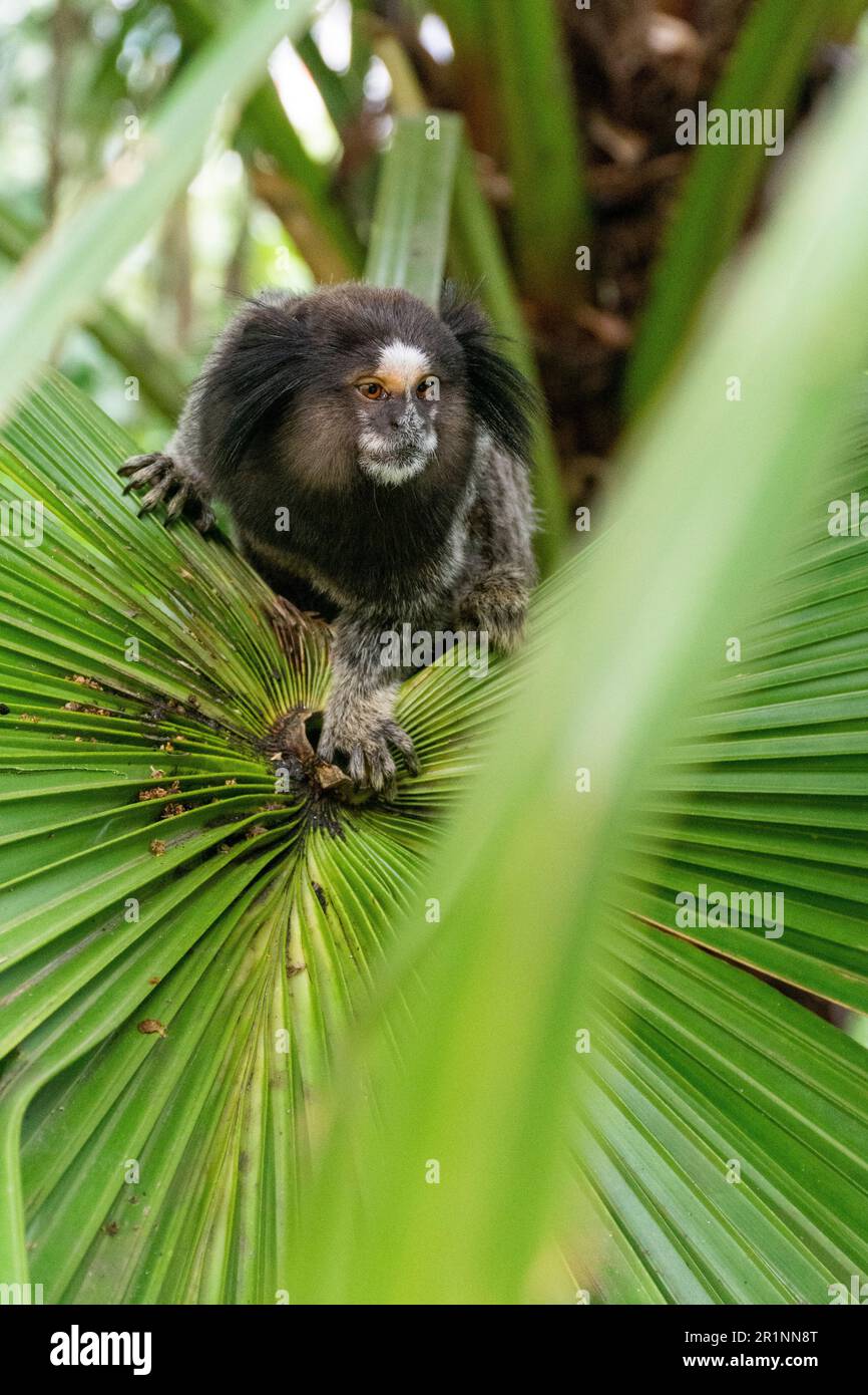 Weißes Tuftohr-Marmoset (kleiner Affe) auf atlantischem Regenwaldblatt Stockfoto