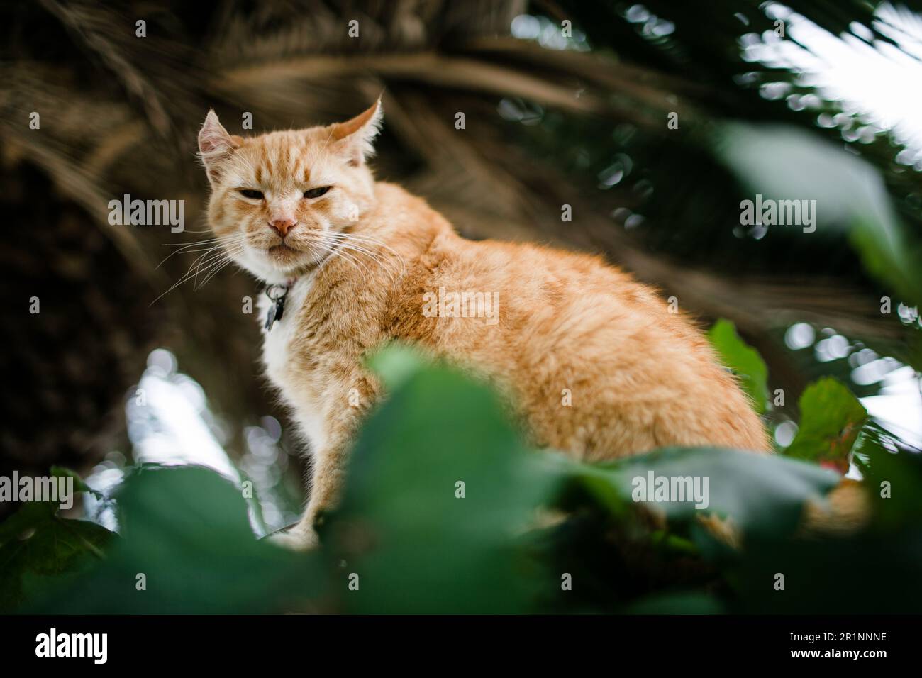 Orange Cat sitzt draußen am Sonnentag am Zaun Stockfoto